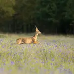 Pląsając w chabrach