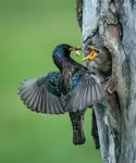 Czas karmienia
