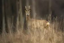Kozioł w scypule