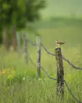 Strażnik rewiru