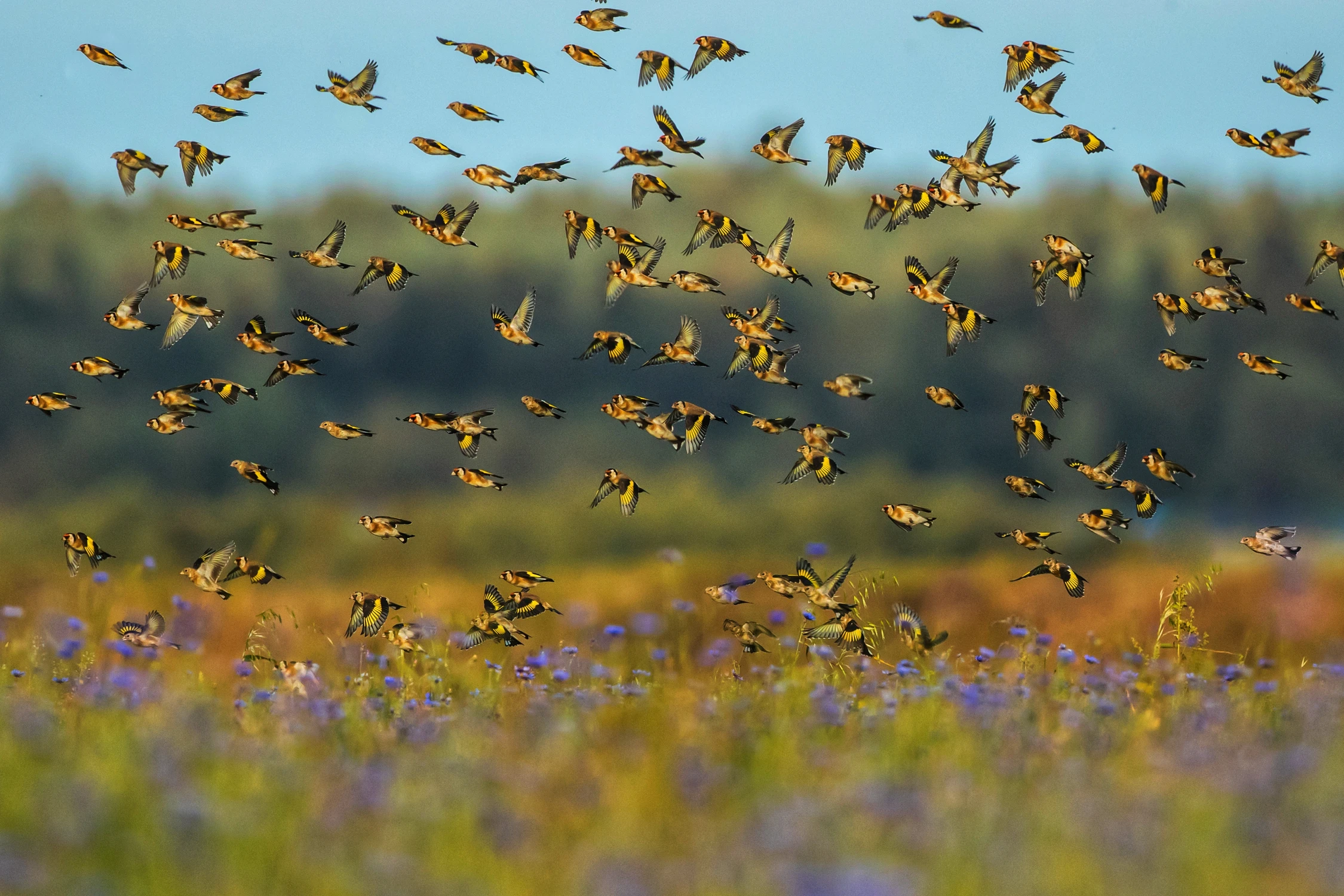 Szczygiełkowy zawrót głowy