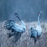 Śpiewająco