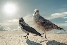 ***