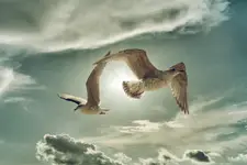***