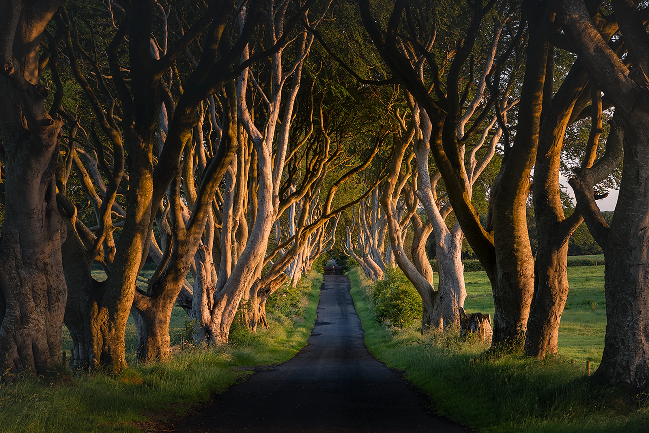 The Dark Hedges