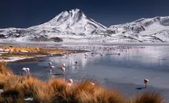 Flamingi na Altiplano, Boliwia