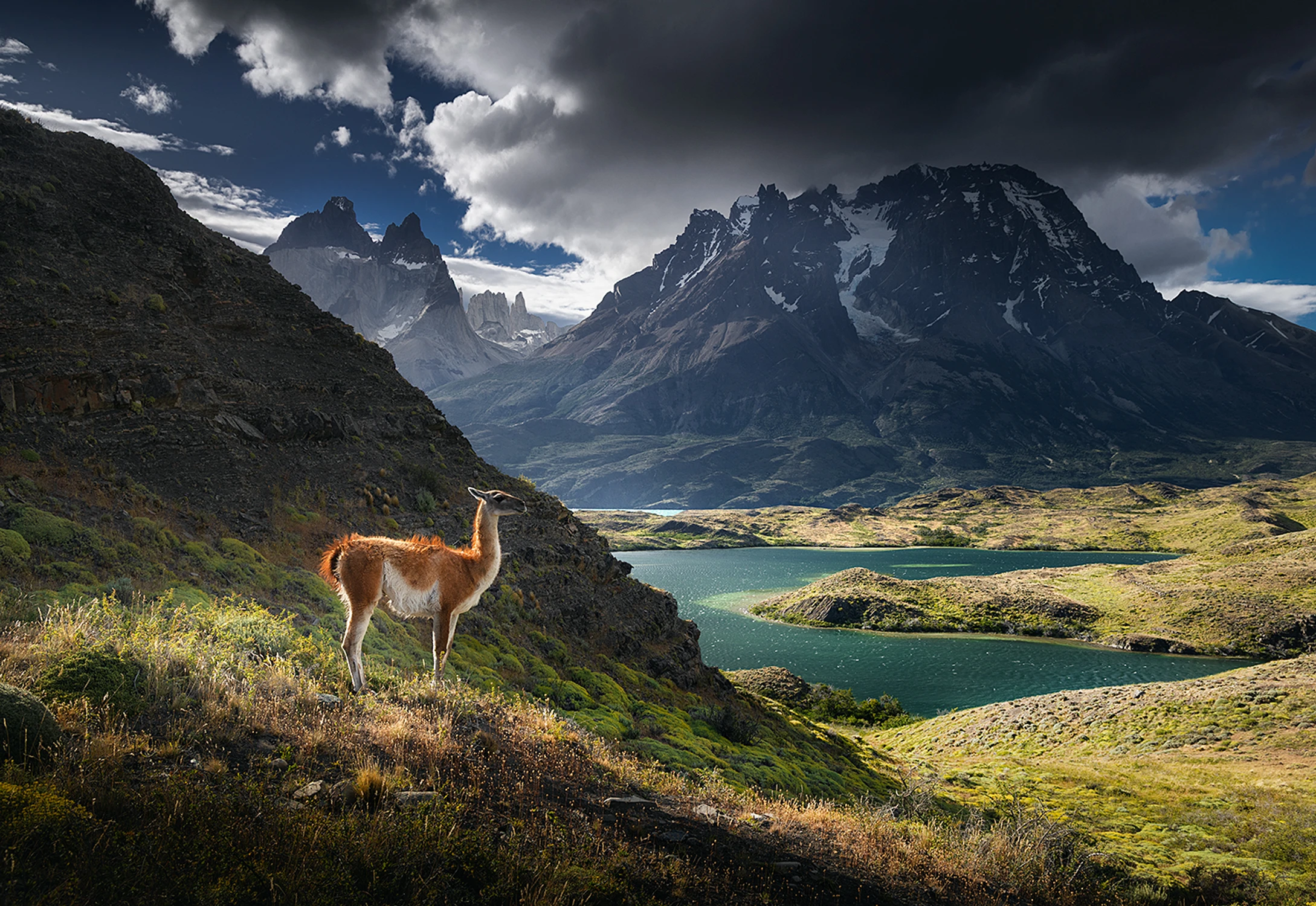 Guanaco w Torres del Paine 