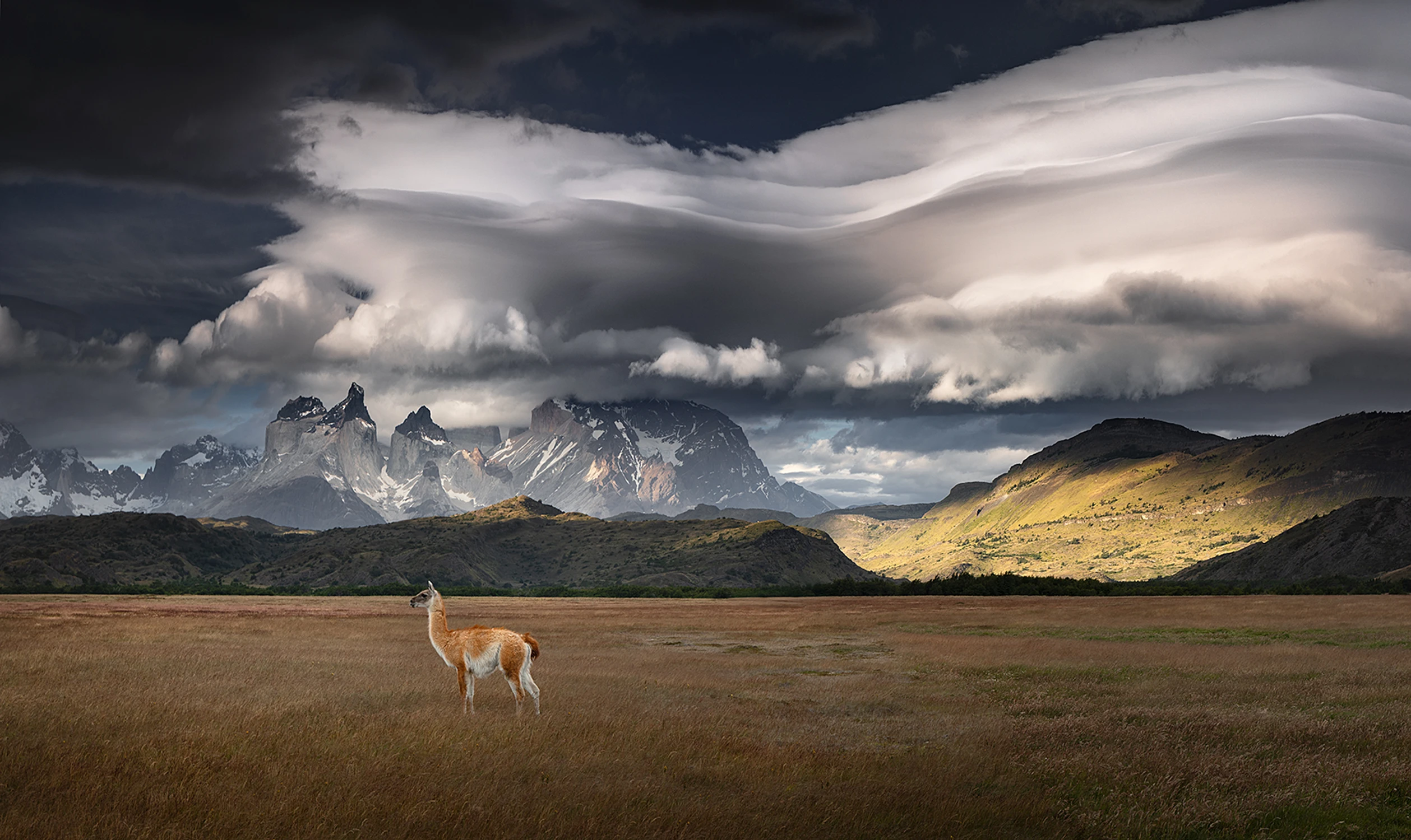 Guanaco w Torres del Paine