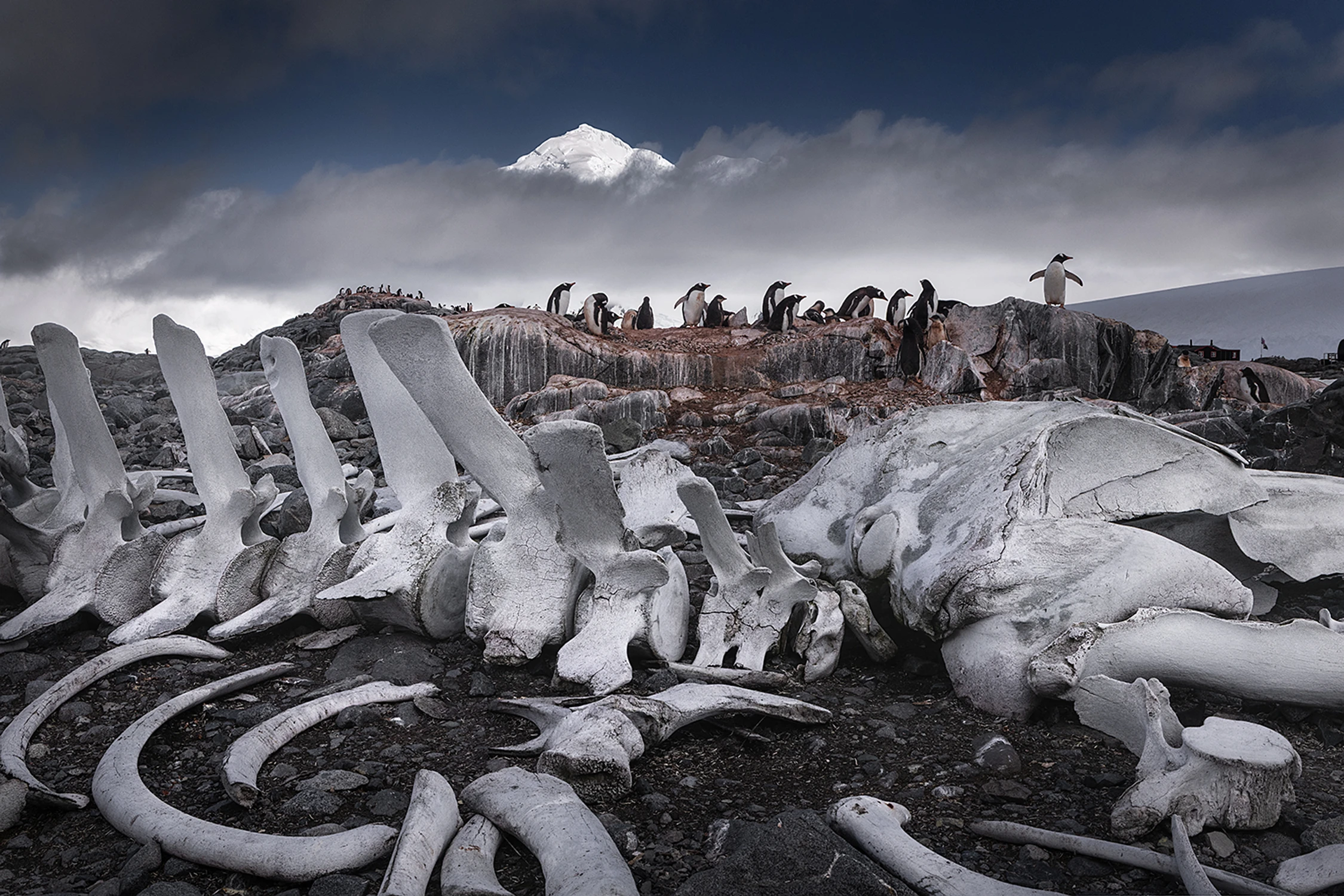Szkielet wieloryba w Port Lockroy