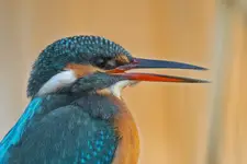 Portretowo zimorodkowa