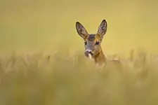 Ona