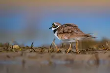 Sieweczka rzeczna