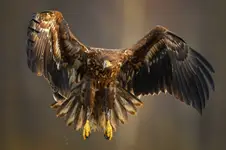 Żurawiowy przyłów