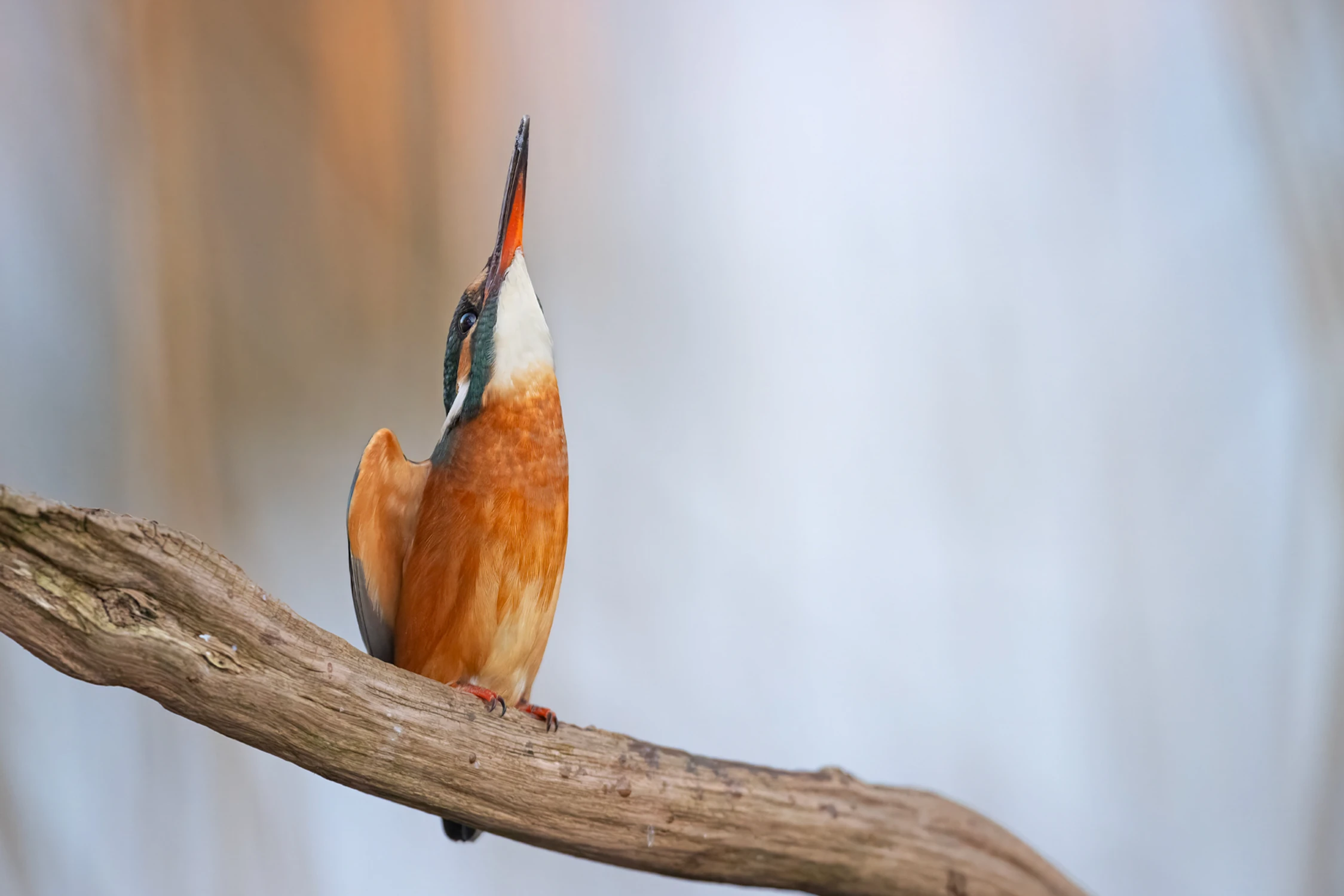 Obrona terytorium przed nalotem czapli ;)