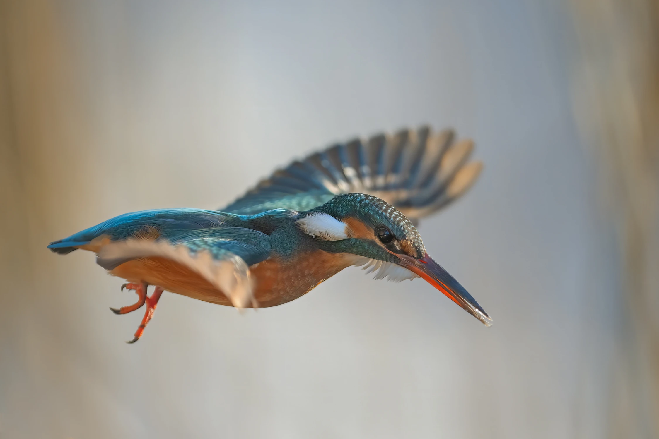 Ona w locie roztańczona