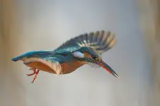 Ona w locie roztańczona