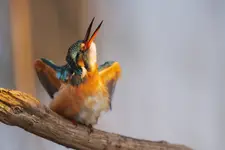 Tańczyć każdy może ;)