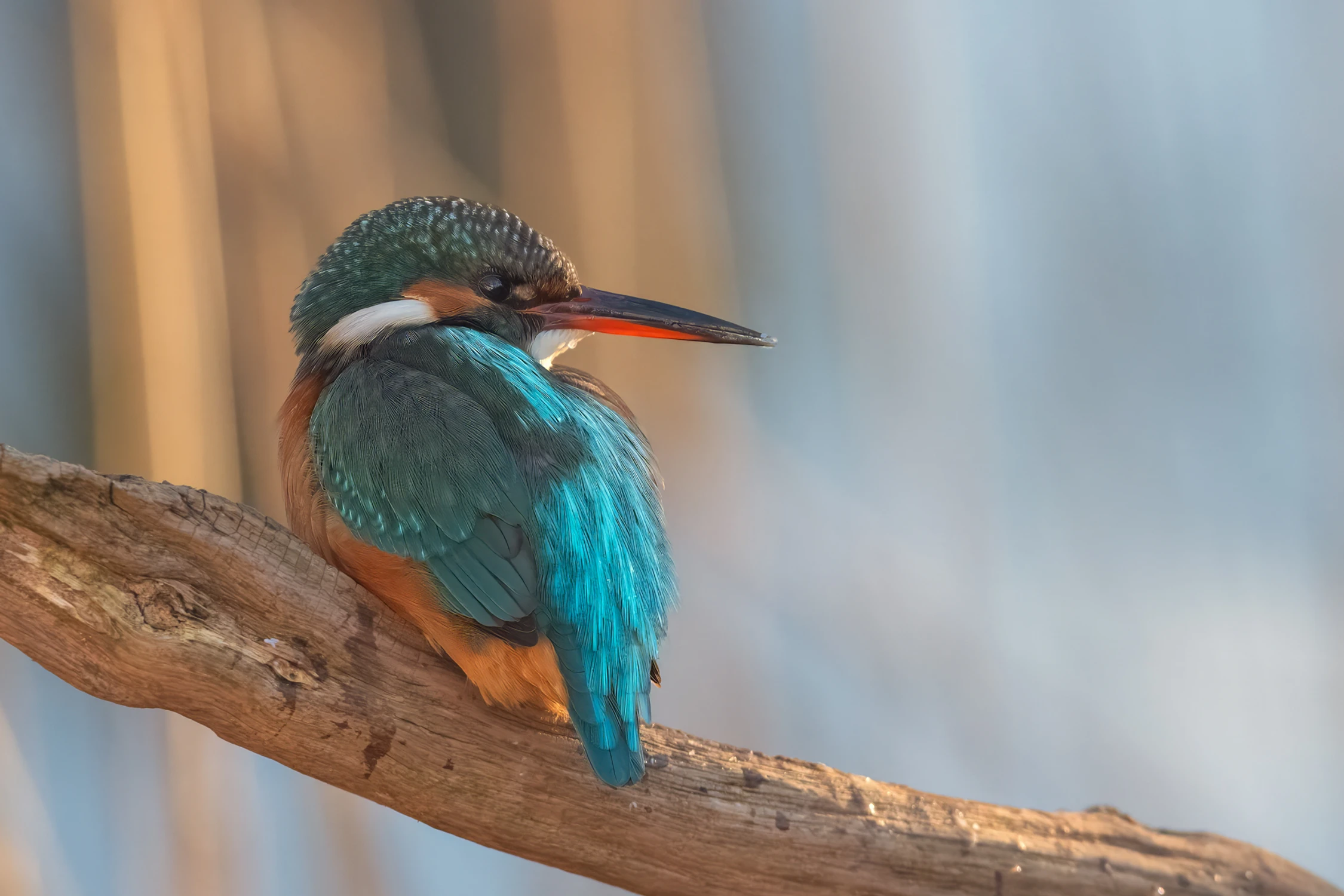 Portretowo zimorodkowa