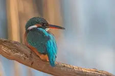 Portretowo zimorodkowa