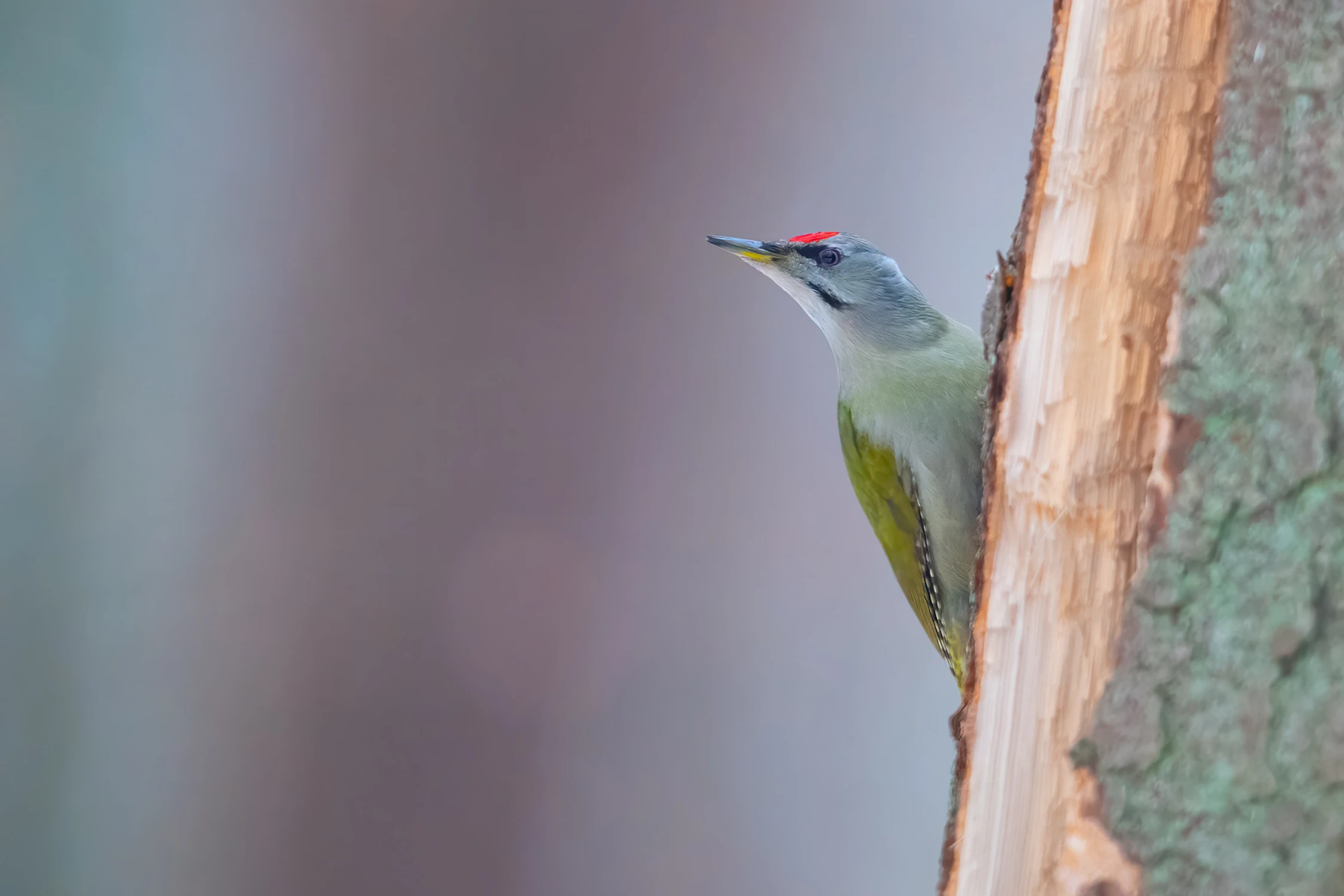 Dzięcioł zielonosiwy 