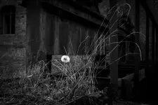 Listopadowy dmuchawiec