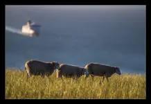ship and sheeps