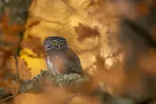 w objęciach jesieni