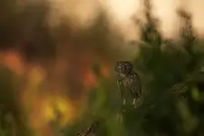 kiedy gasną światła... 