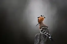 wyczekiwanie