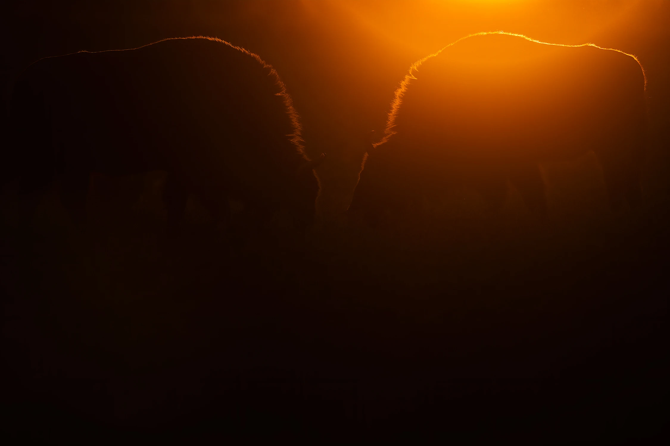 pojedynek w słońcu