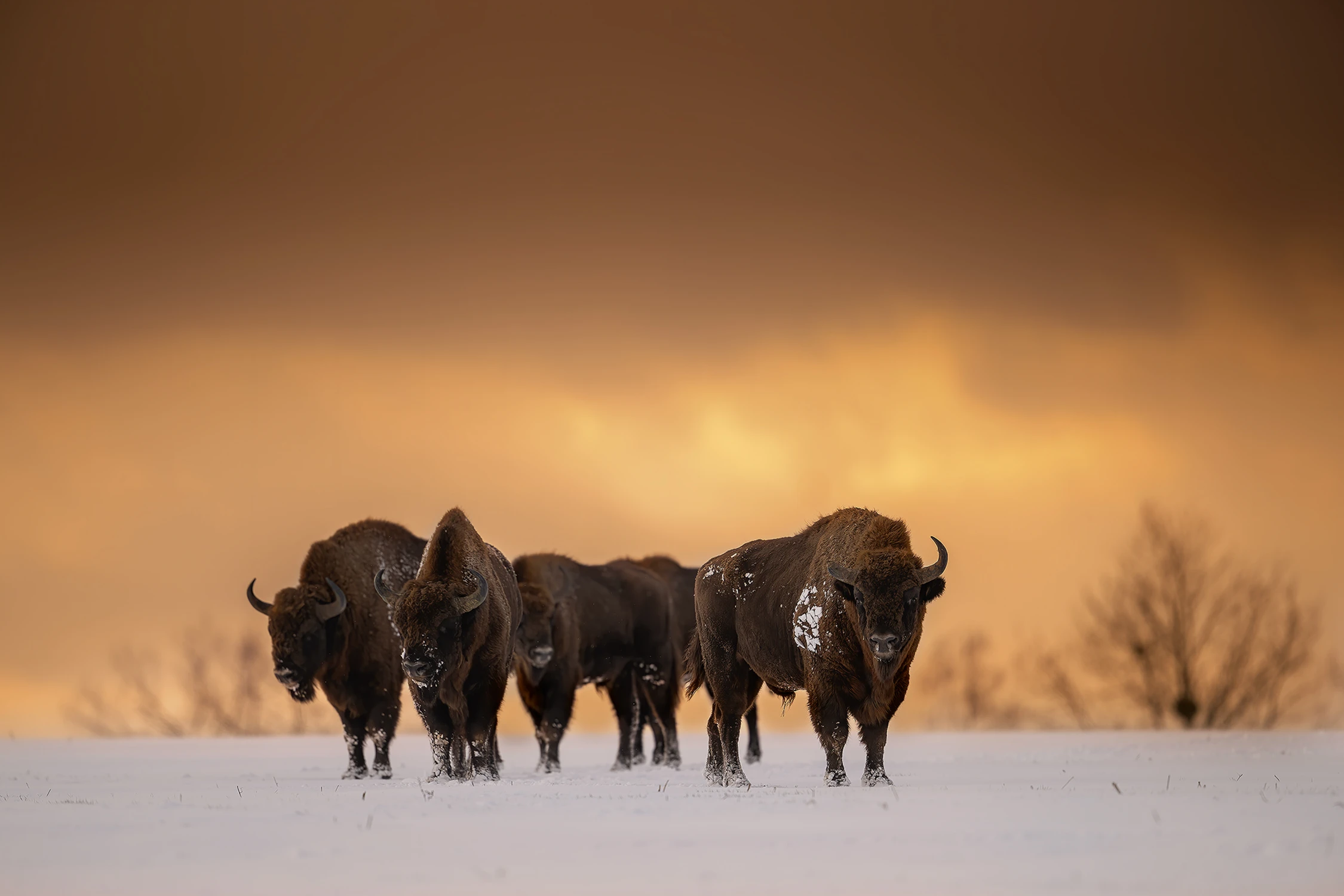 pięciu wspaniałych