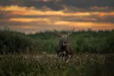 Oczekiwanie...