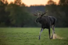 tancerz