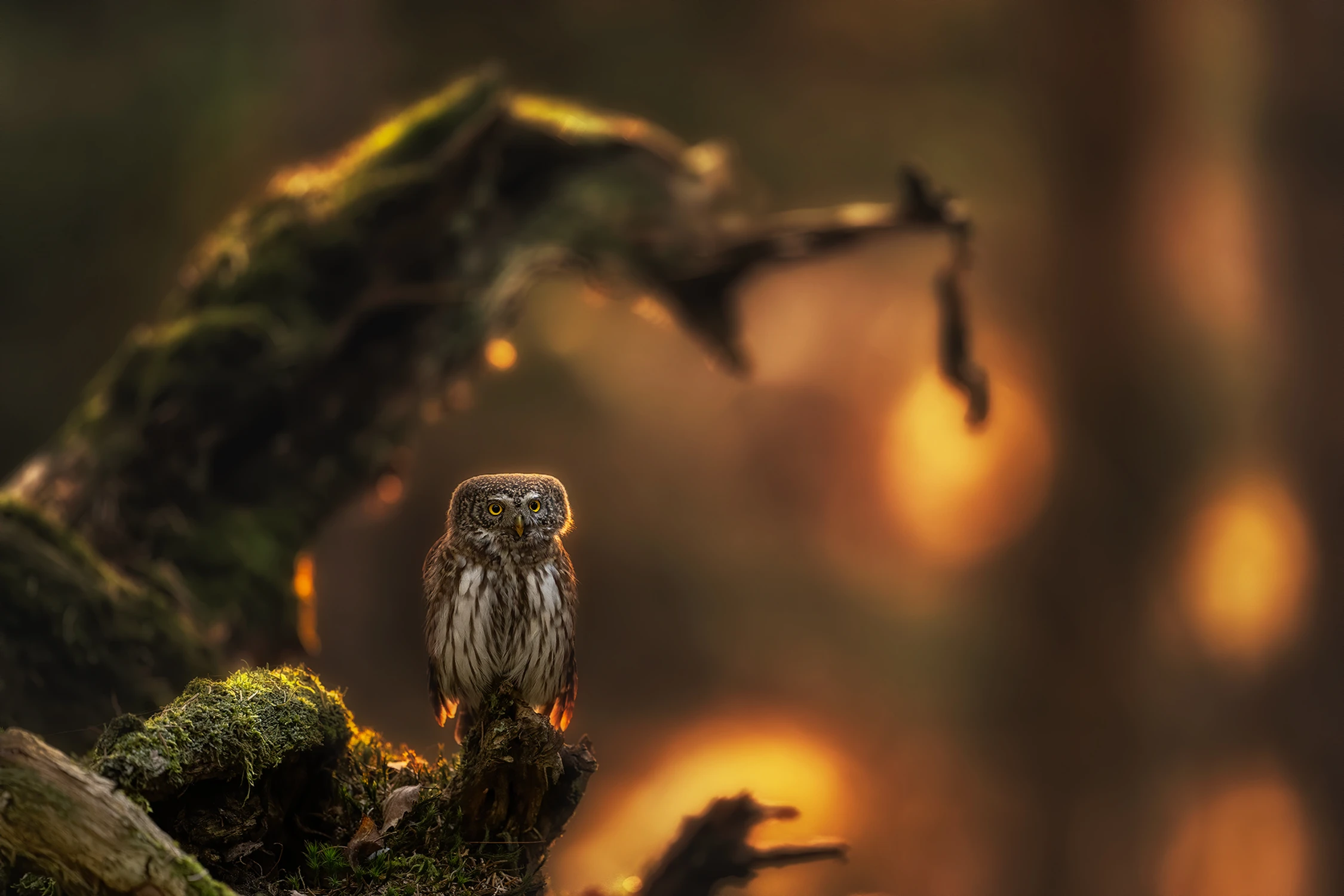 Baśniowe opowieści