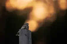 kosmita - LELEK