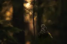 Leśne opowieści...