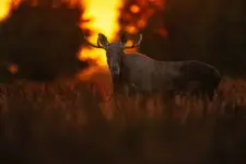 Wyczekiwanie...