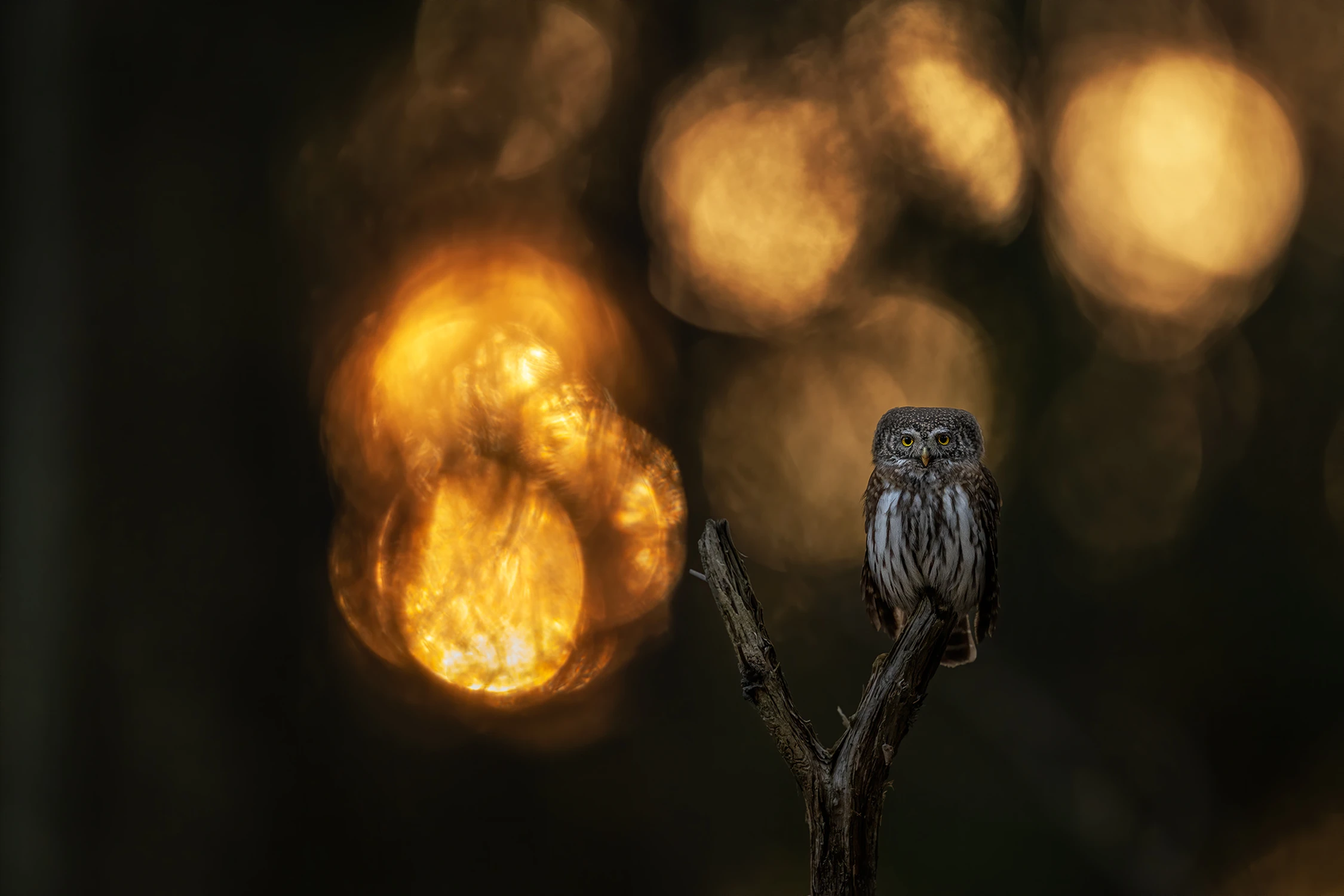 chuligan z procą ;)