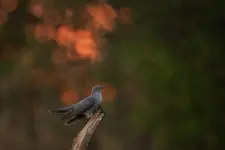 kukuł ;)