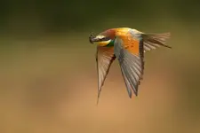 czas karmienia