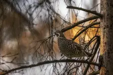 Pan Prezez JARZĄBEK ;)