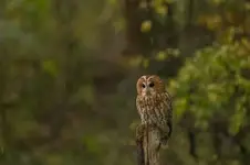 zdziwiony...