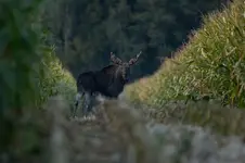 dzieci kukurydzy
