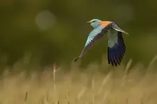 polowania czas