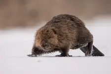 oko w oko z bobrem ;)