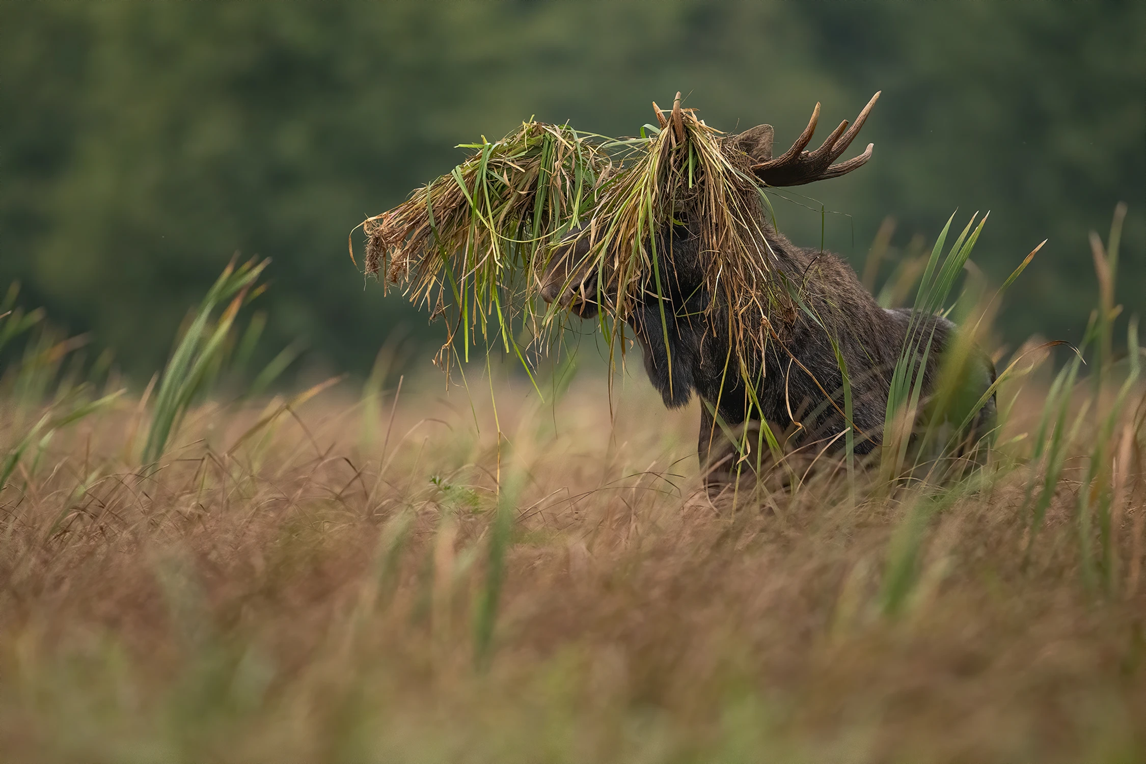 PREDATOR