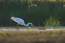 OSTATNI PORANEK LATA