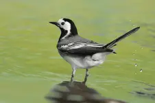 Każda pliszka swój ogonek chwali