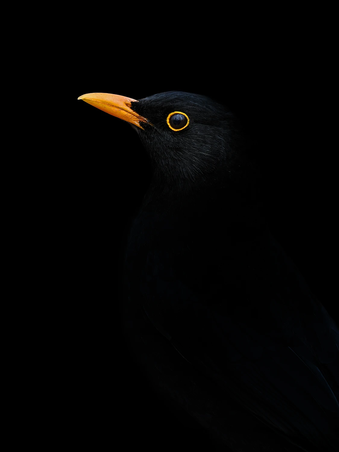 Turdus merula.