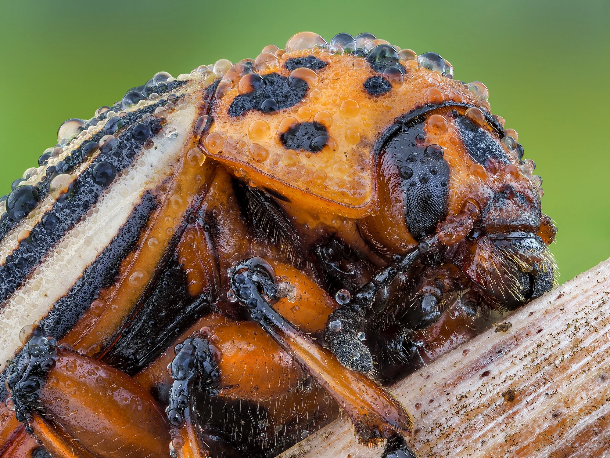 Leptinotarsa decemlineata.